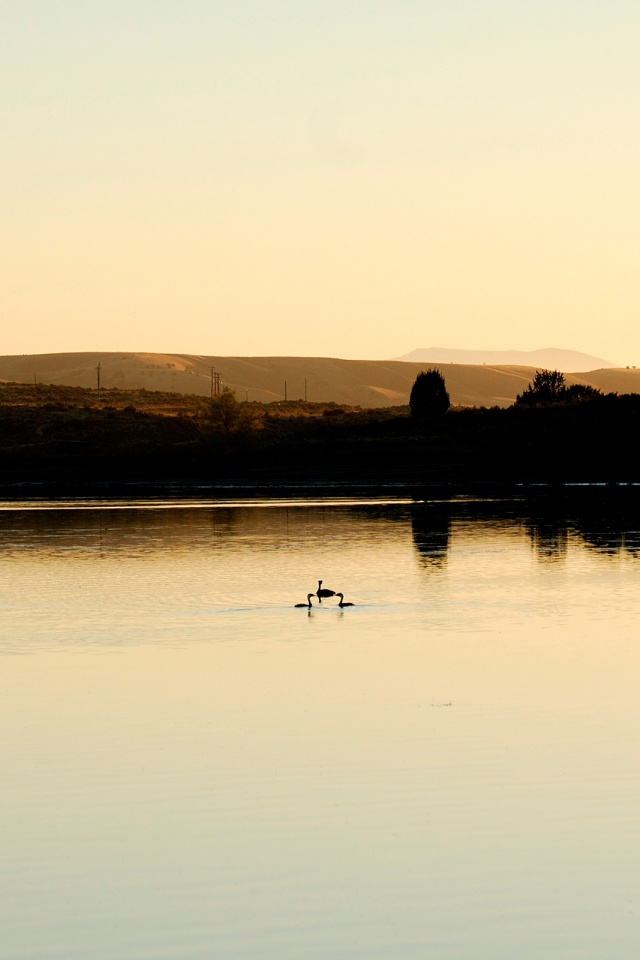 Утиное озеро обои