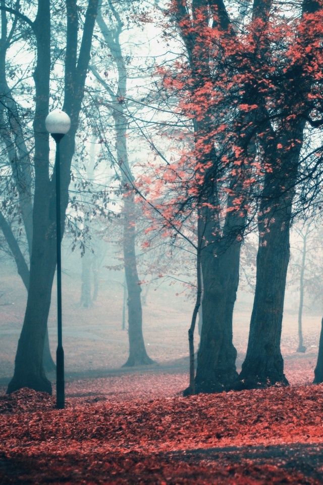 Парк красных листьев обои
