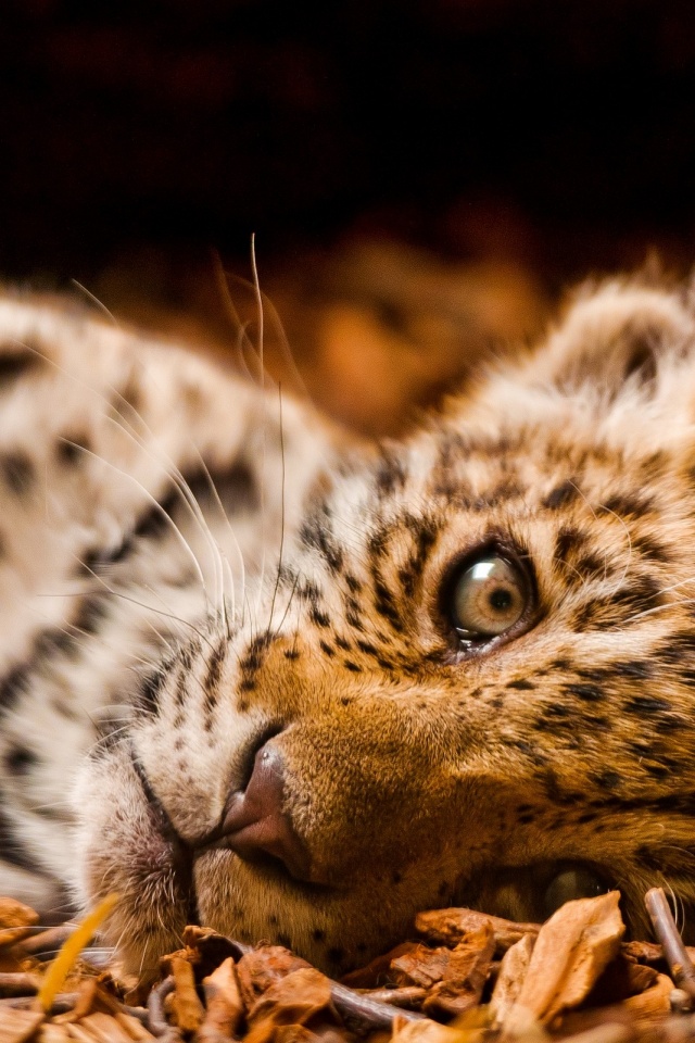 Гепард котенок обои