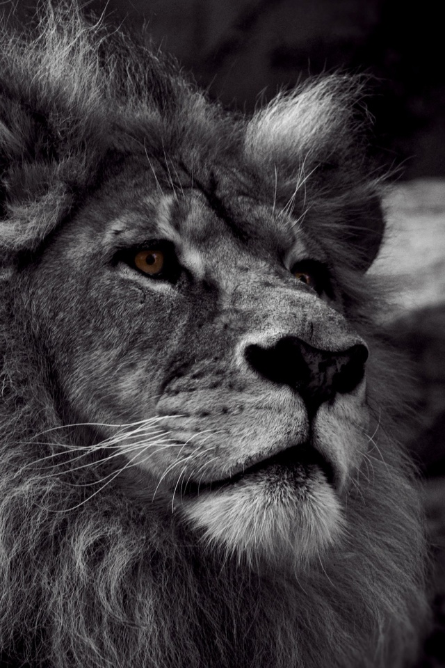 Гордый черно-белый лев обои