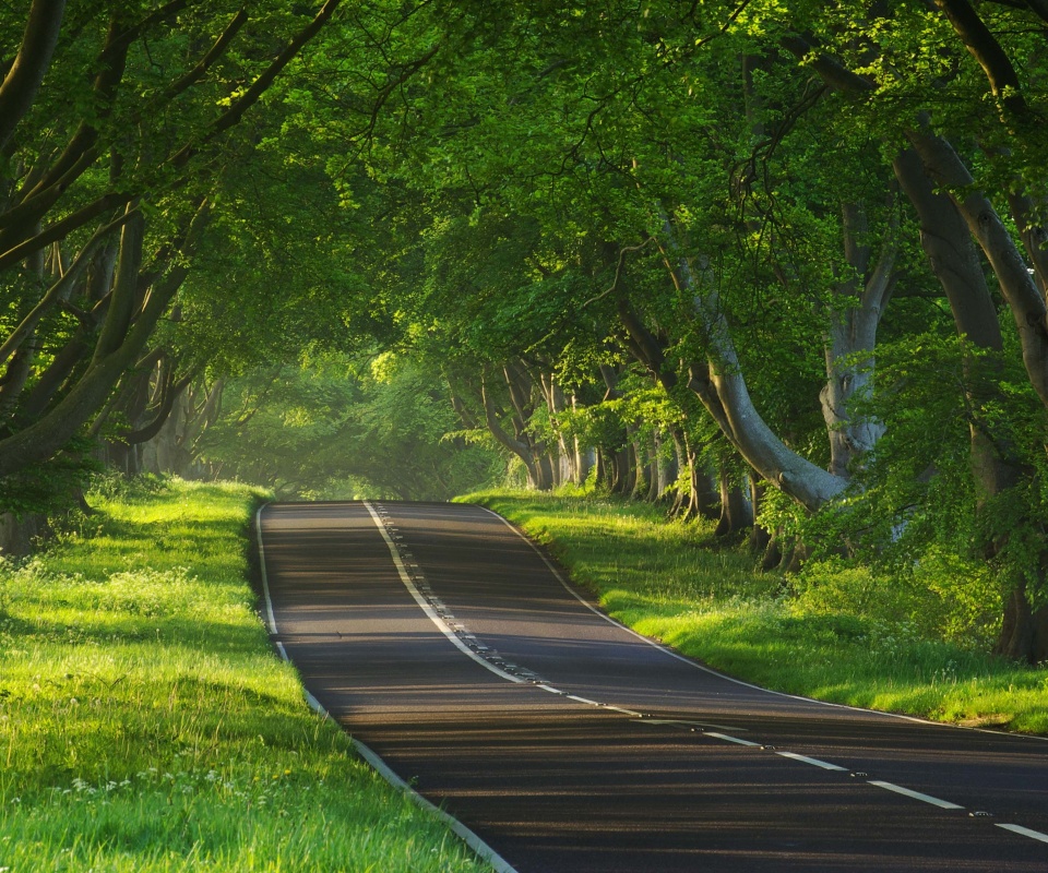 Трасса в тени деревьев обои