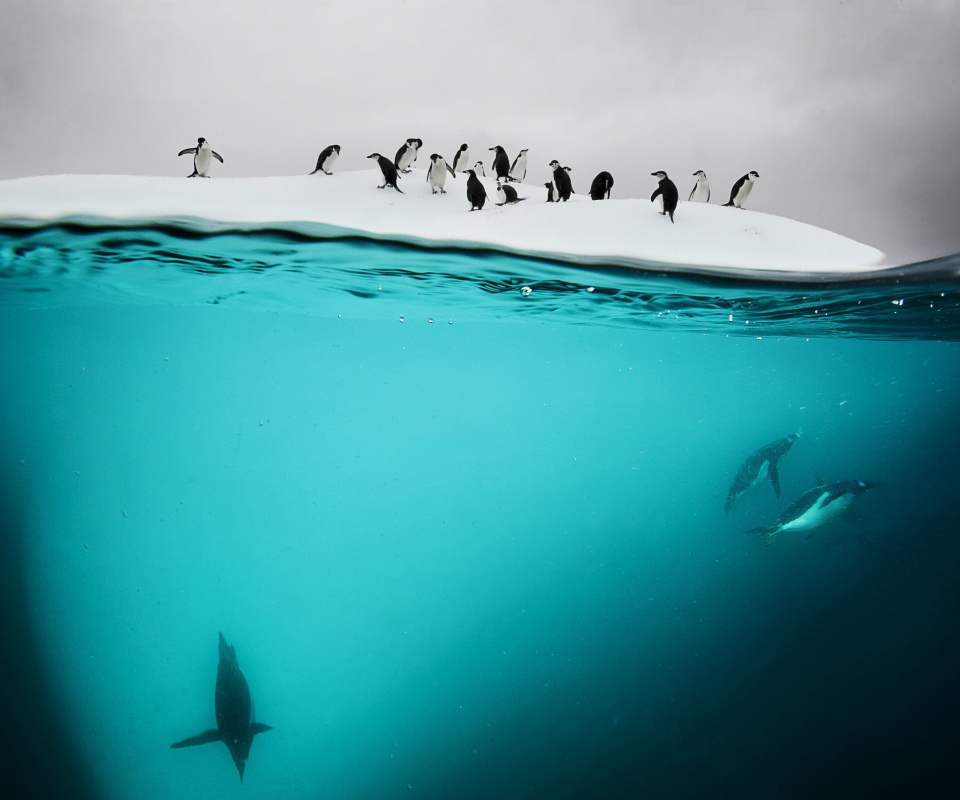 Пингвины обои