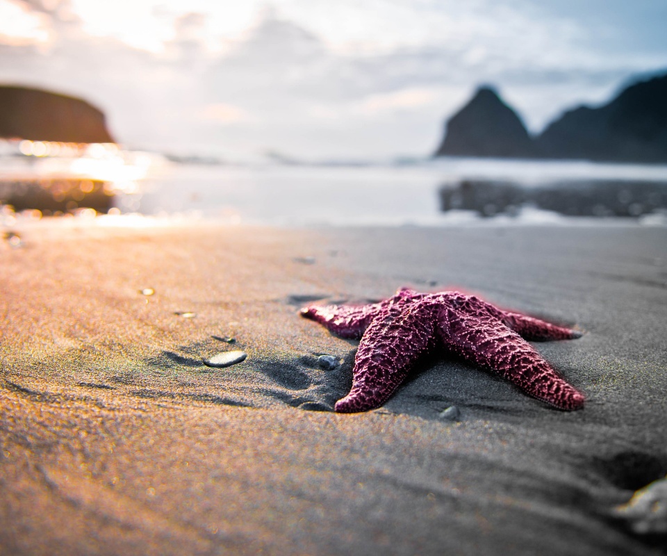 Морская звезда обои