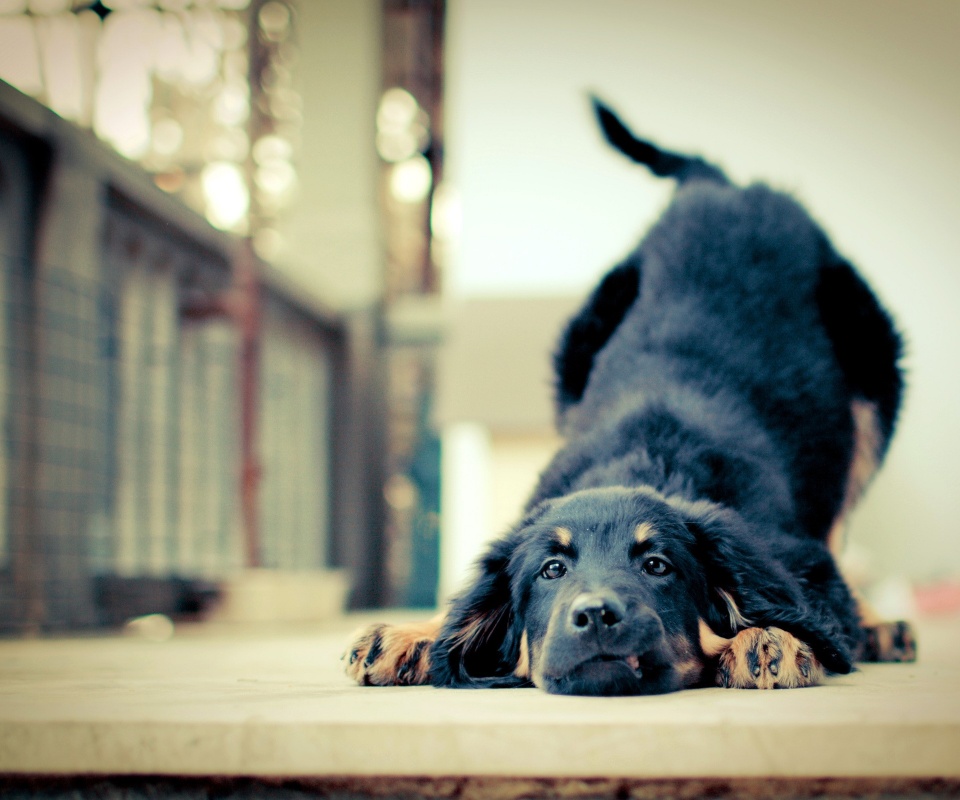 Игривый пес обои