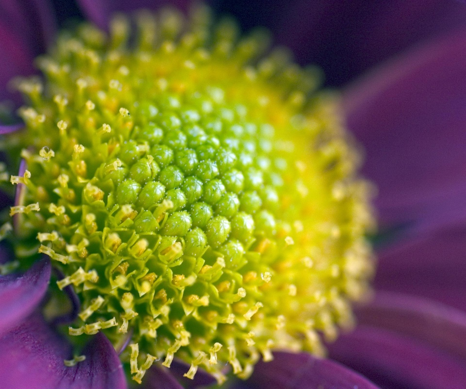 Цветок обои