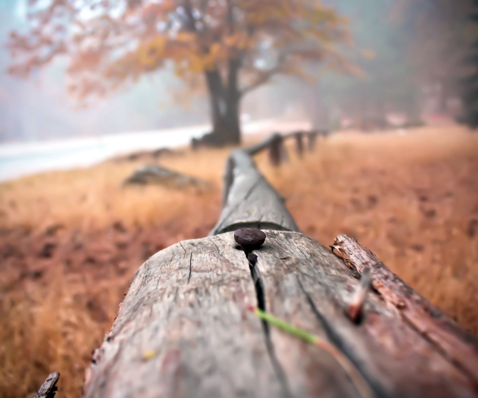 Бревна обои