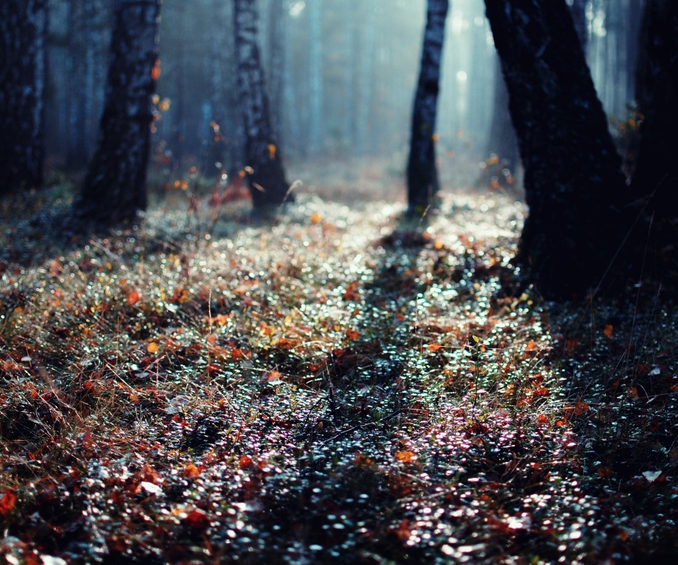 Лесная земля обои