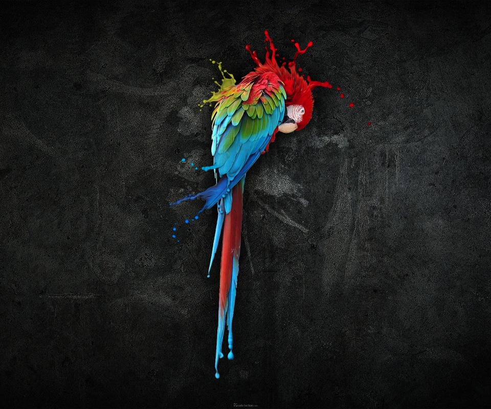 Попугай обои