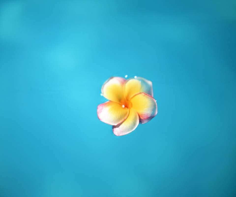 Цветок обои