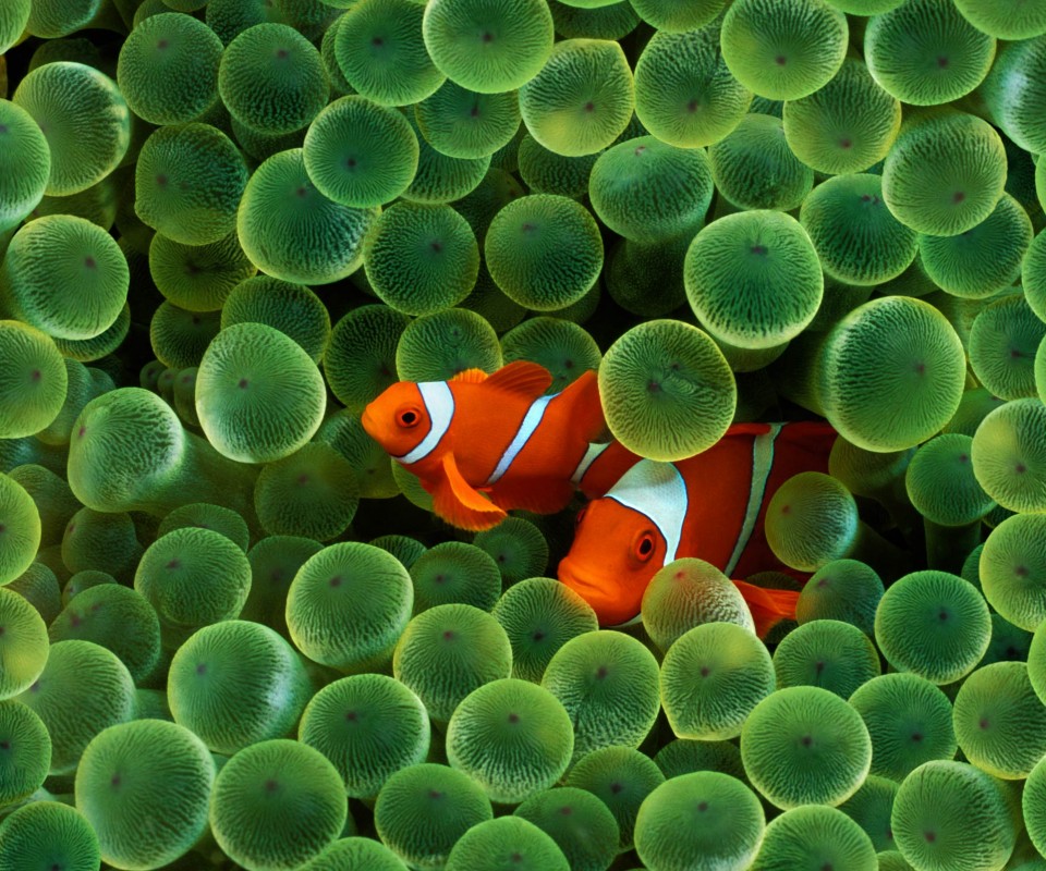 Рыбка клоун стандартные обои iPhone обои