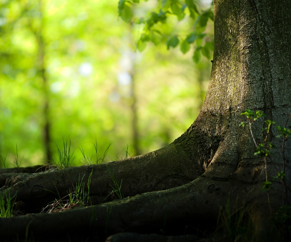 Корни дерева обои
