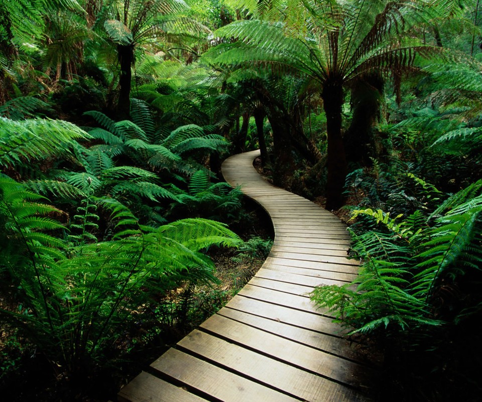 Дорожка в зарослях обои