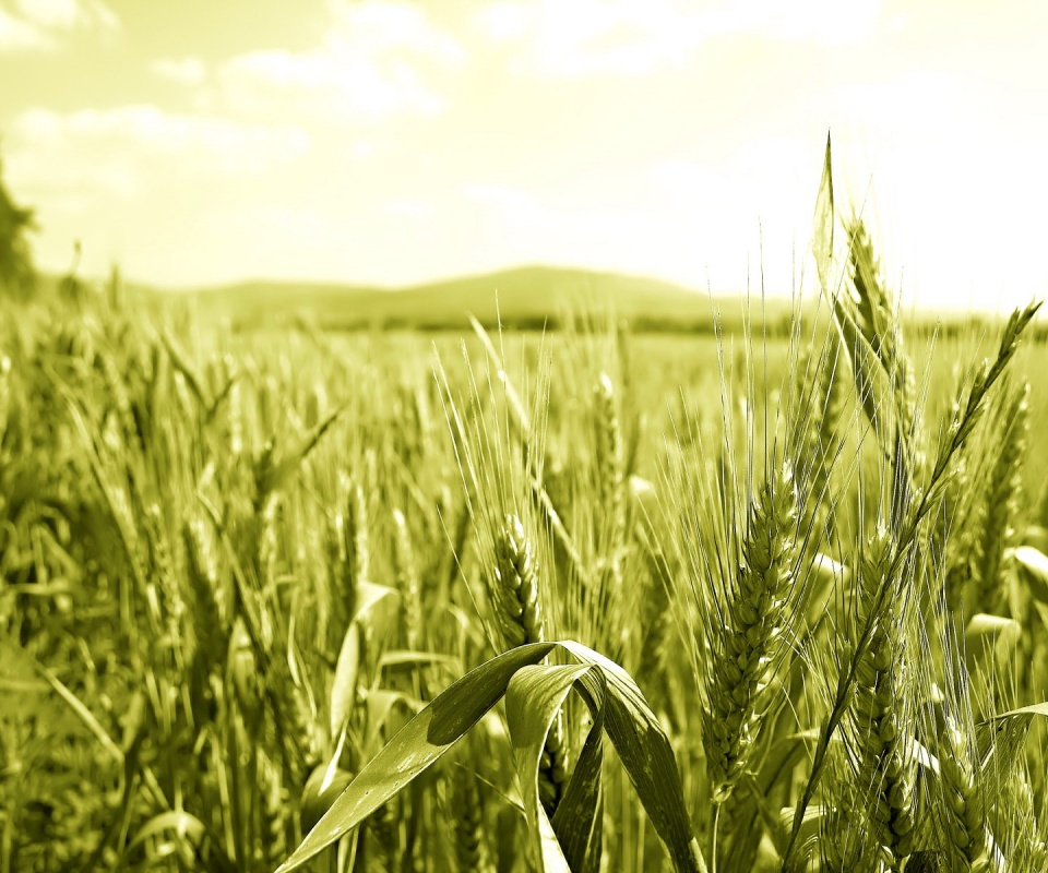 В полях обои