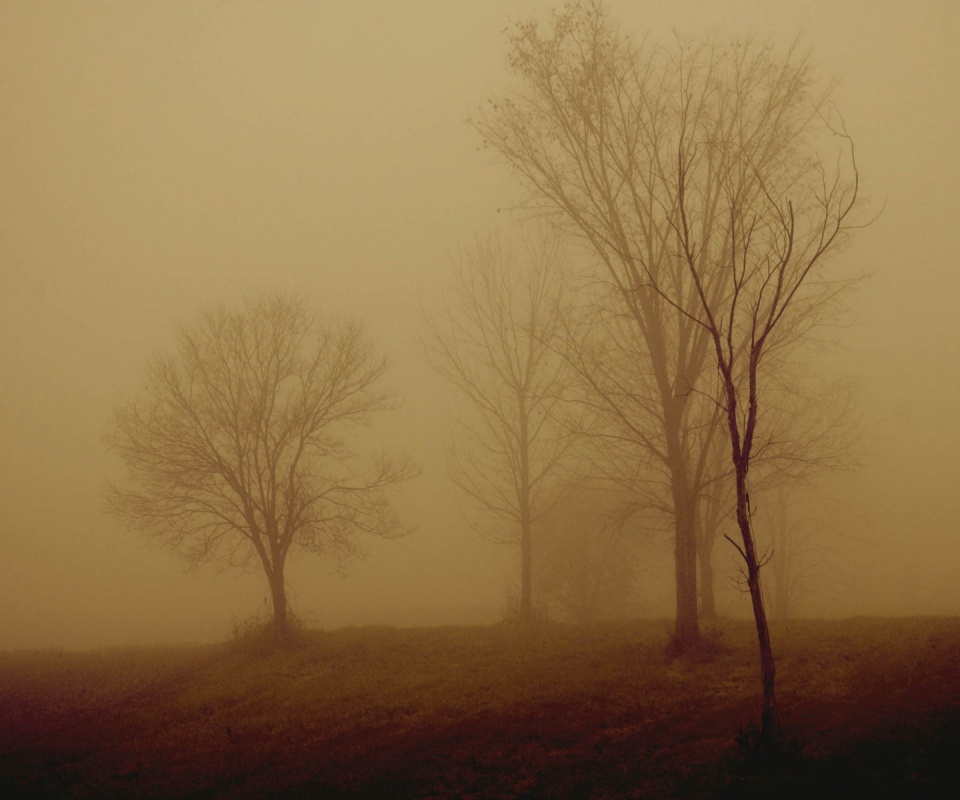 Деревья в тумане обои