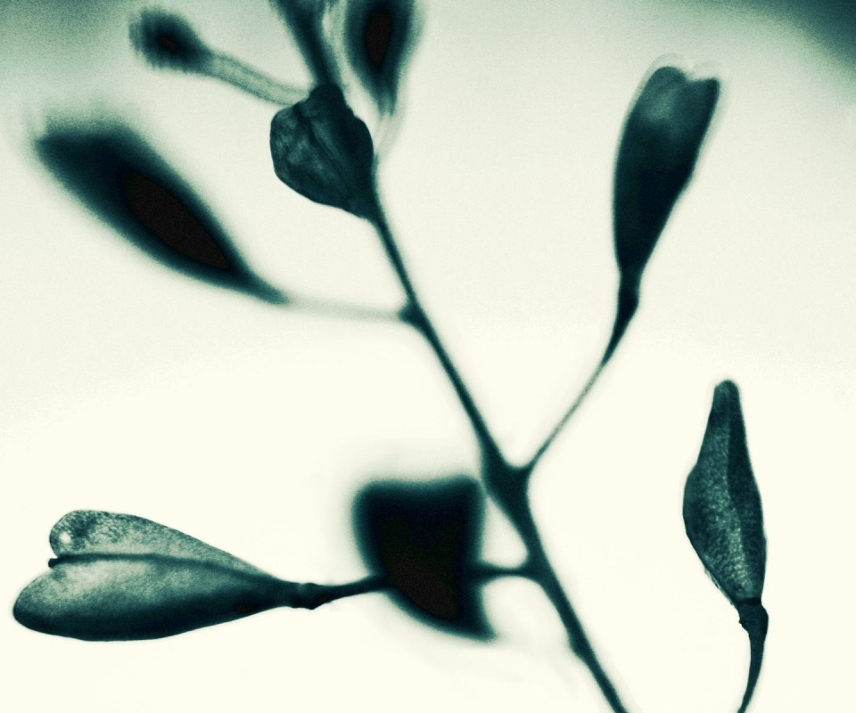 Усыхающие листья обои