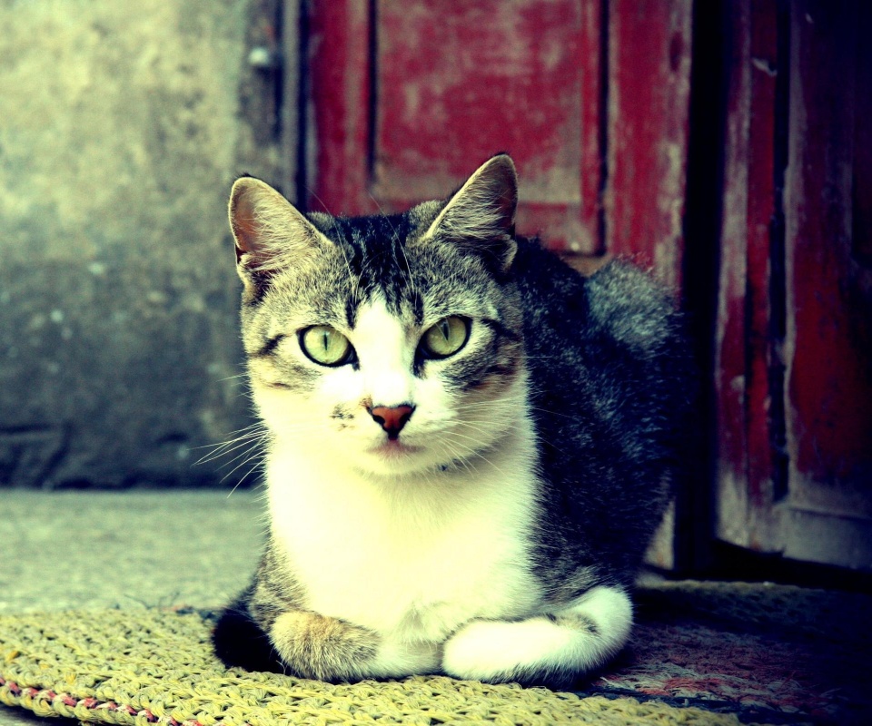 Кошечка на подстилке обои