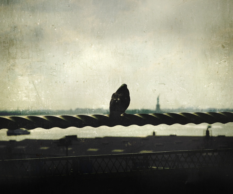 Голубь в Нью-Йоркских доках обои