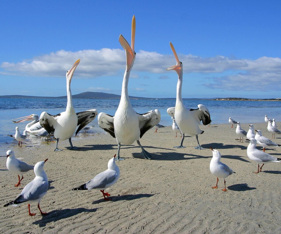 Пеликаны и чайки обои