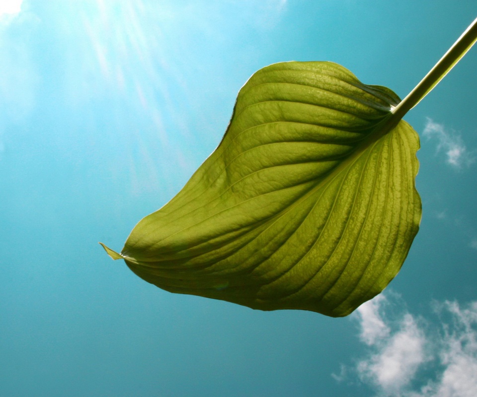 Листик тянется к солнцу обои