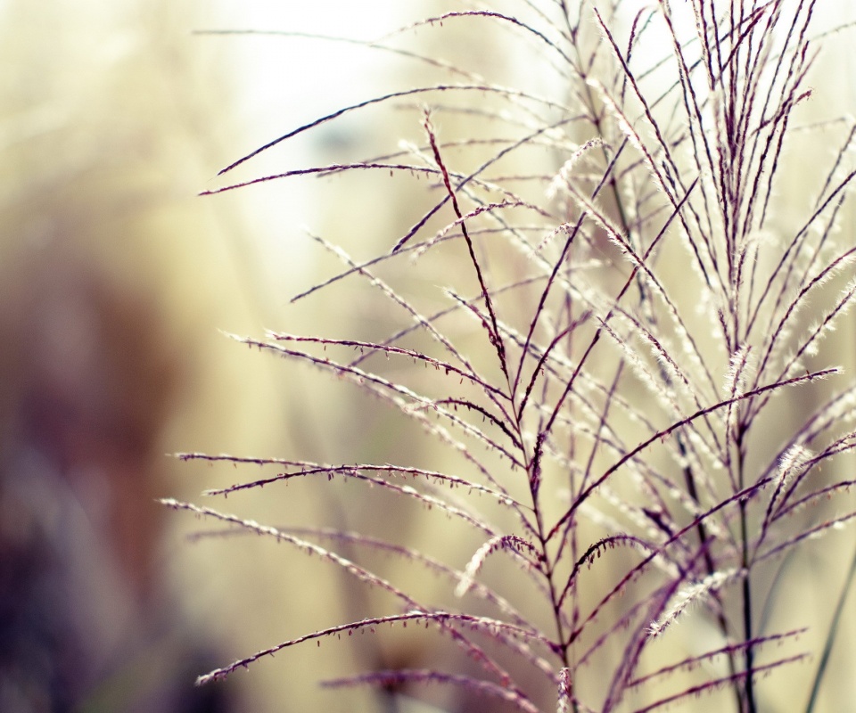 Макро фото растения обои