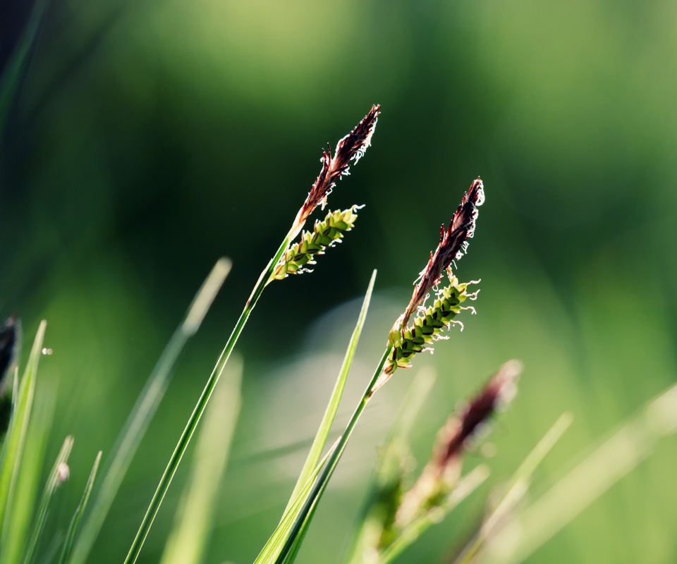 Макро фото луговой травы обои