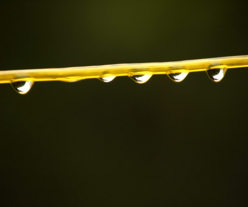 Капли на соломинке обои