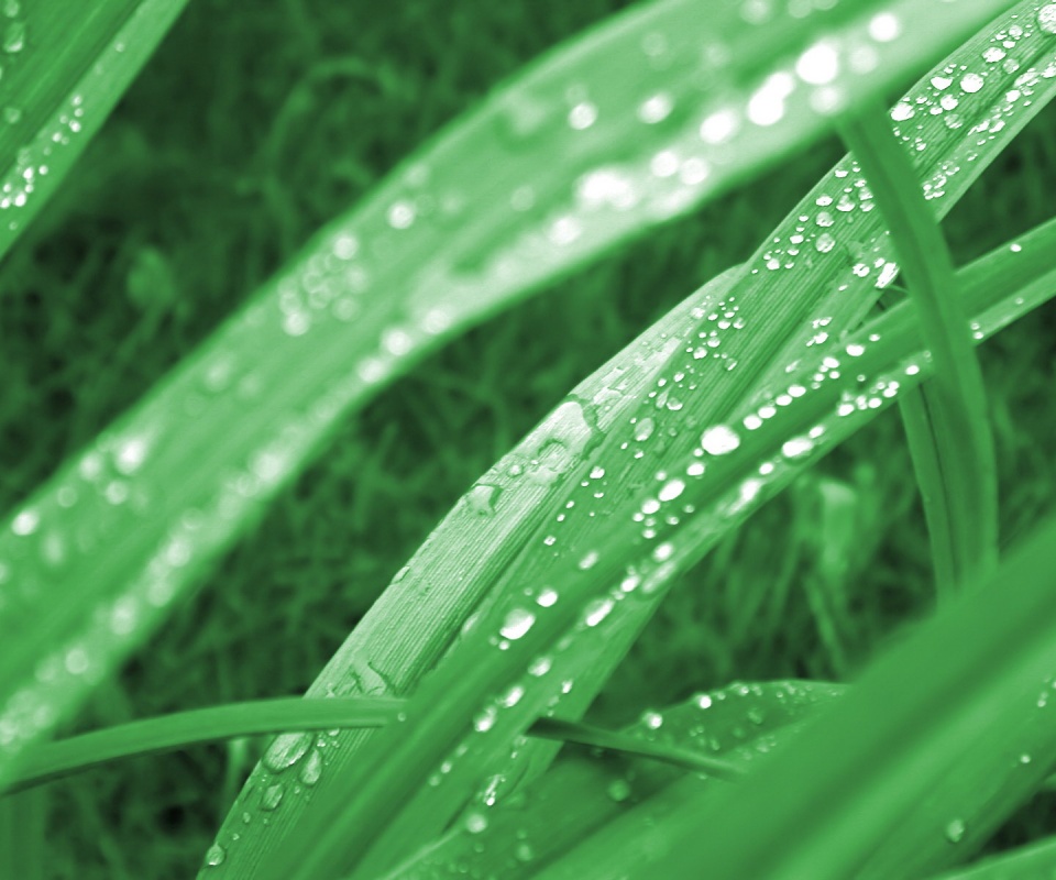 Роса на траве обои