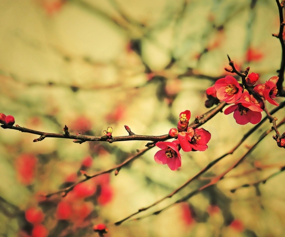 Весеннее цветение обои