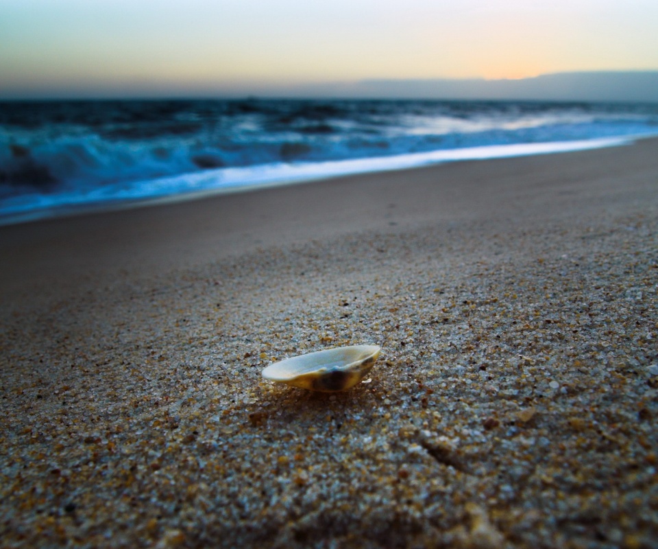 Ракушка не песчанном берегу обои