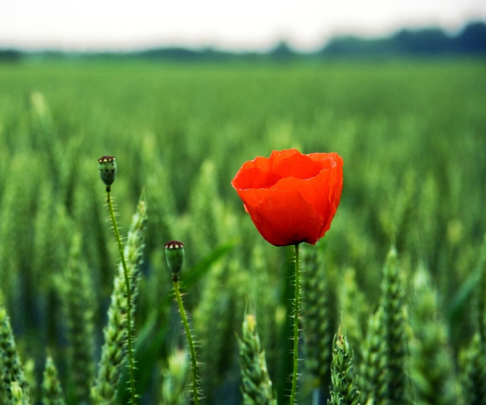 Первый распустившийся мак обои