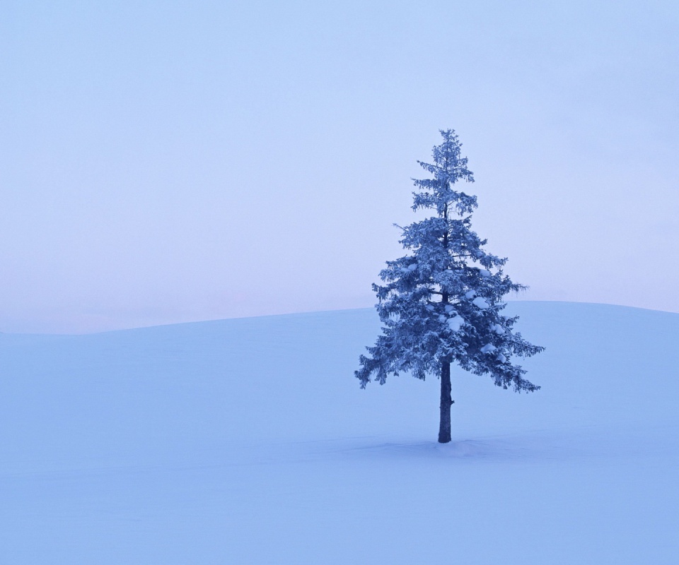 Одинокая ёлка обои