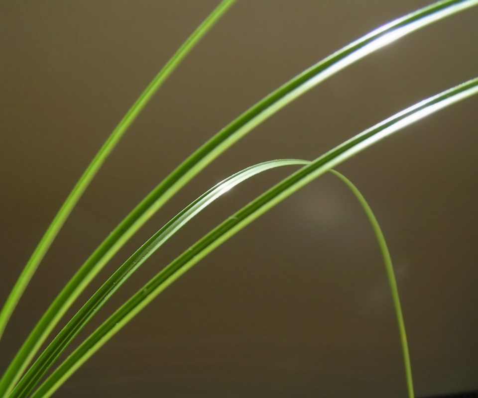 Четыре травинки обои