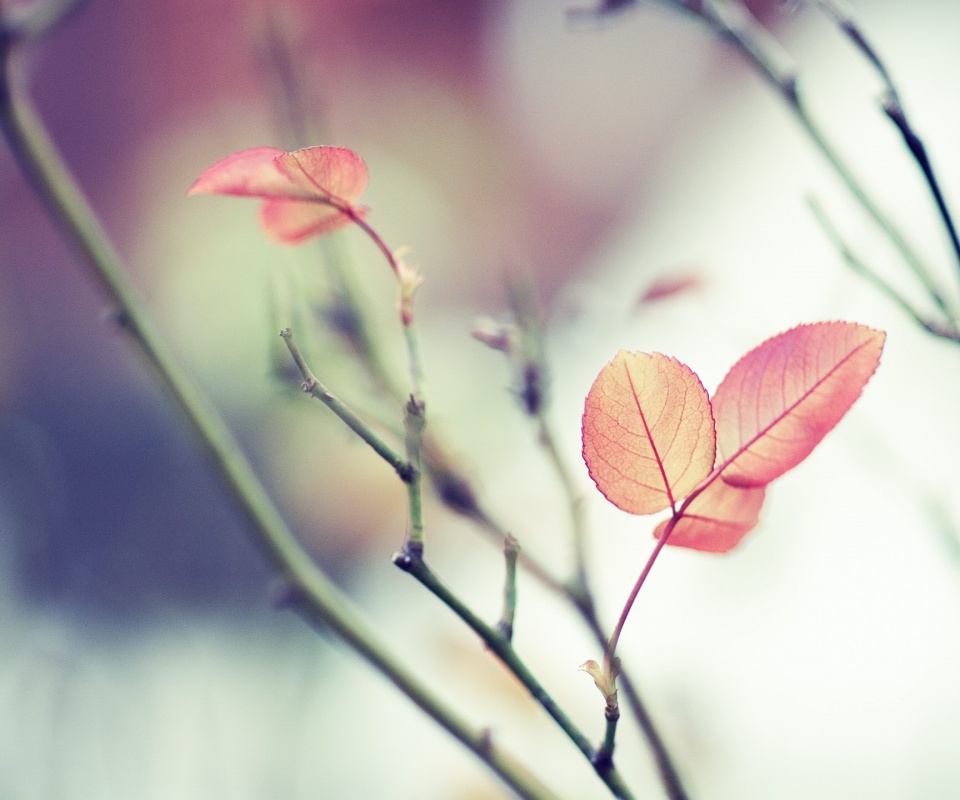 Красные листики обои