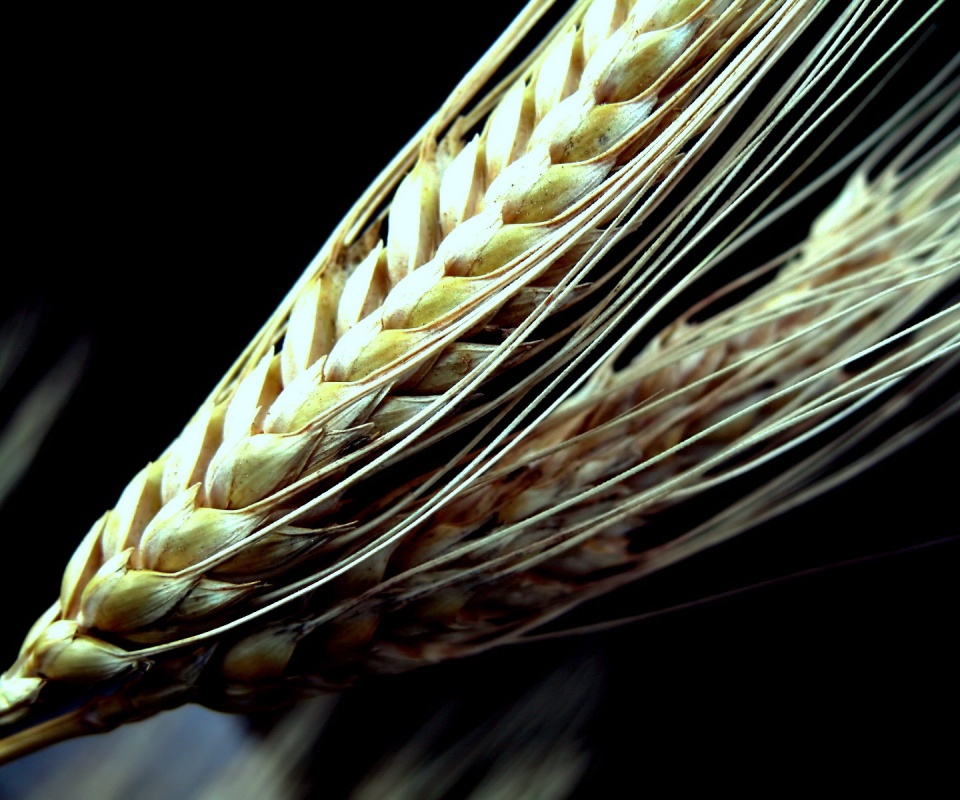 Пшеничный колос обои