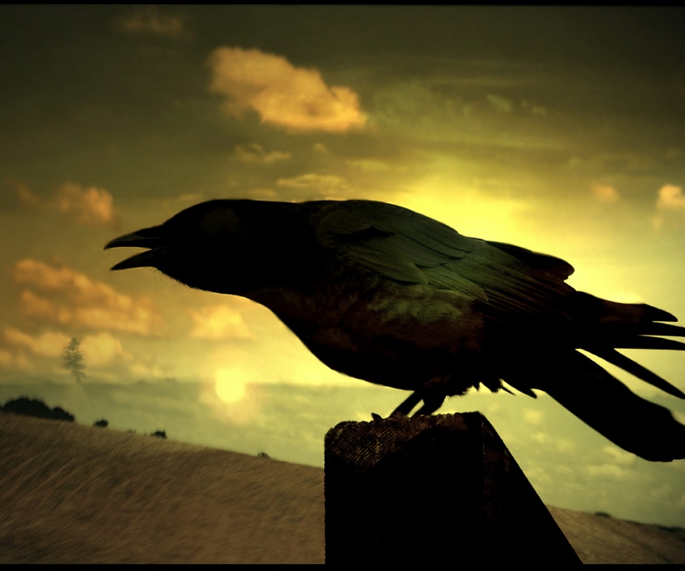 Чёрный ворон обои