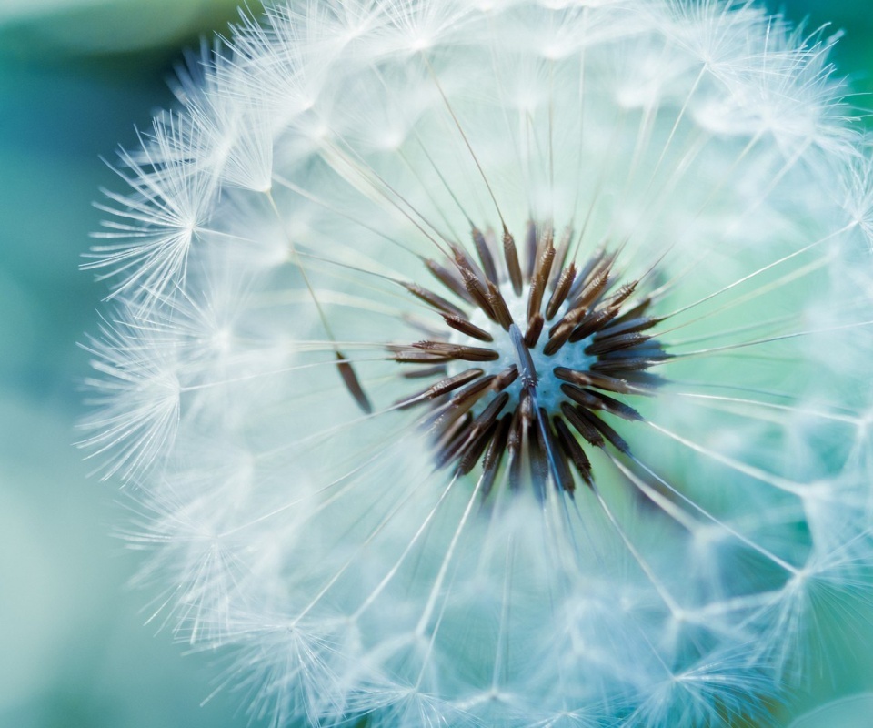 Макро фото одуванчика обои