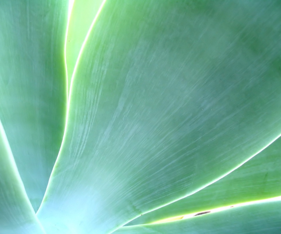 Макро фото травинки обои