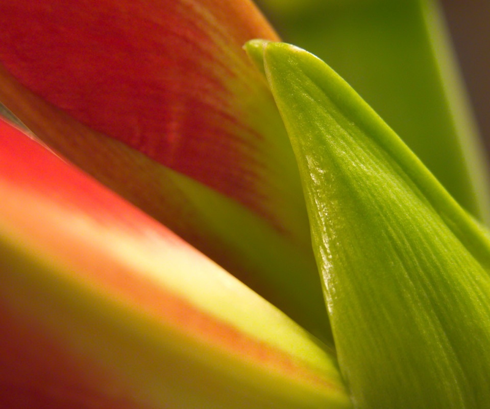 Макро фото цветка обои