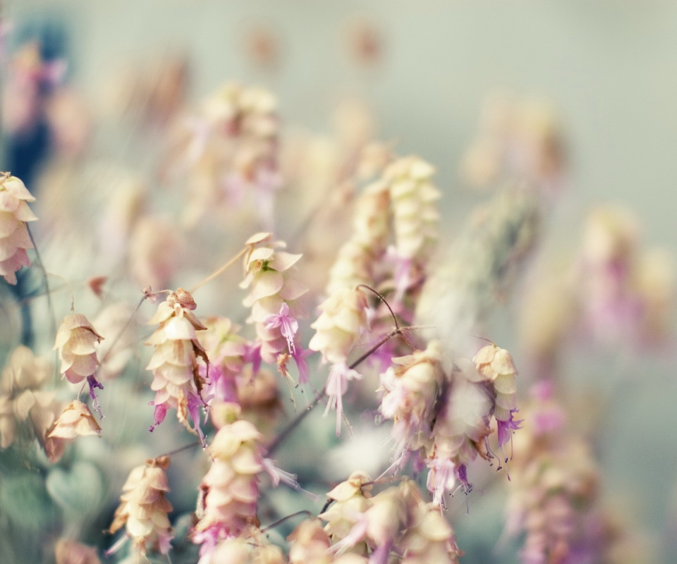 Висящие цветочки обои