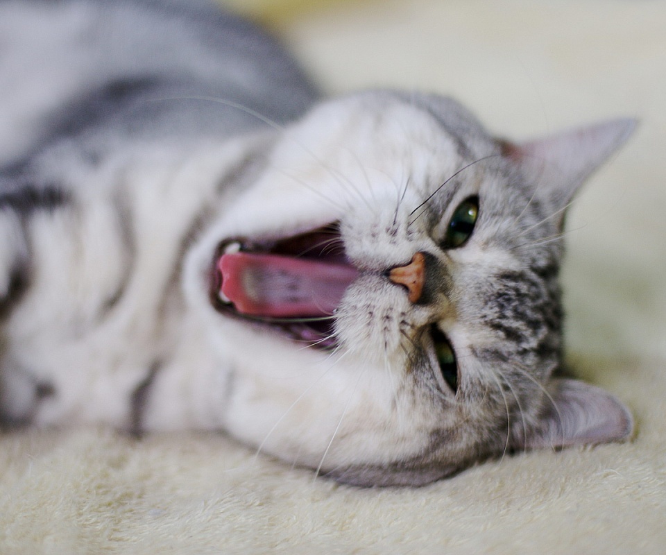 Зевающий кот обои