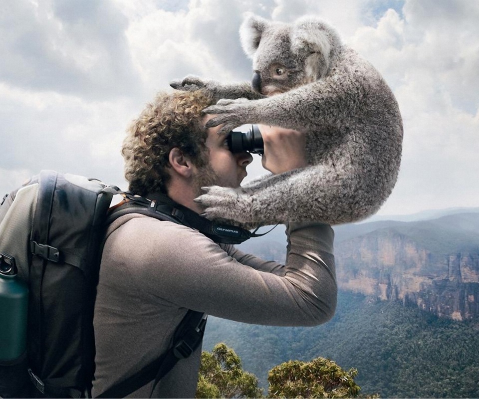 Коала ближе чем кажется обои