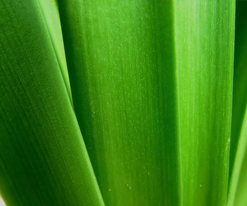 Сочная травинка обои