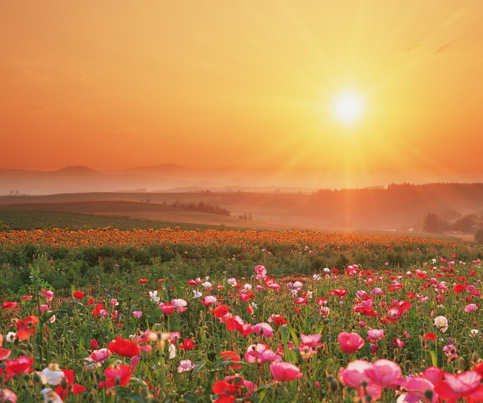 Цветущие поля обои