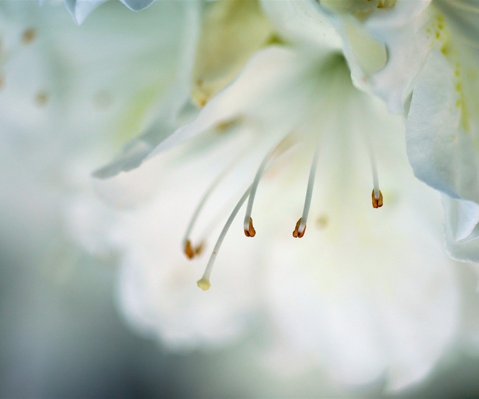 Цветок орхидеи обои