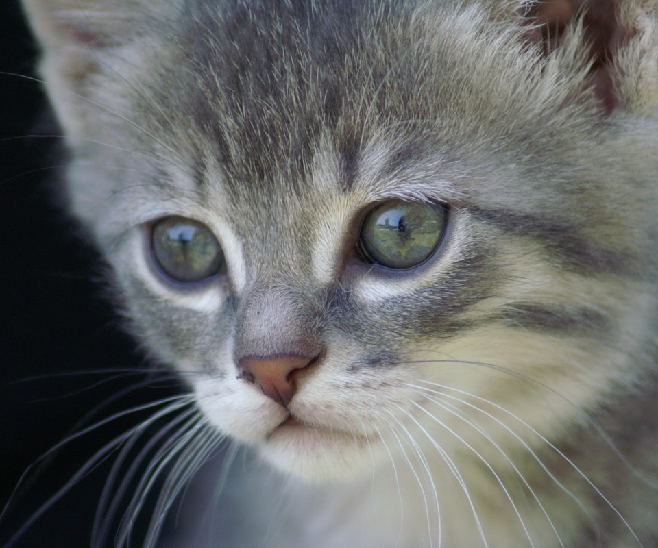 Мордочка котёнка обои