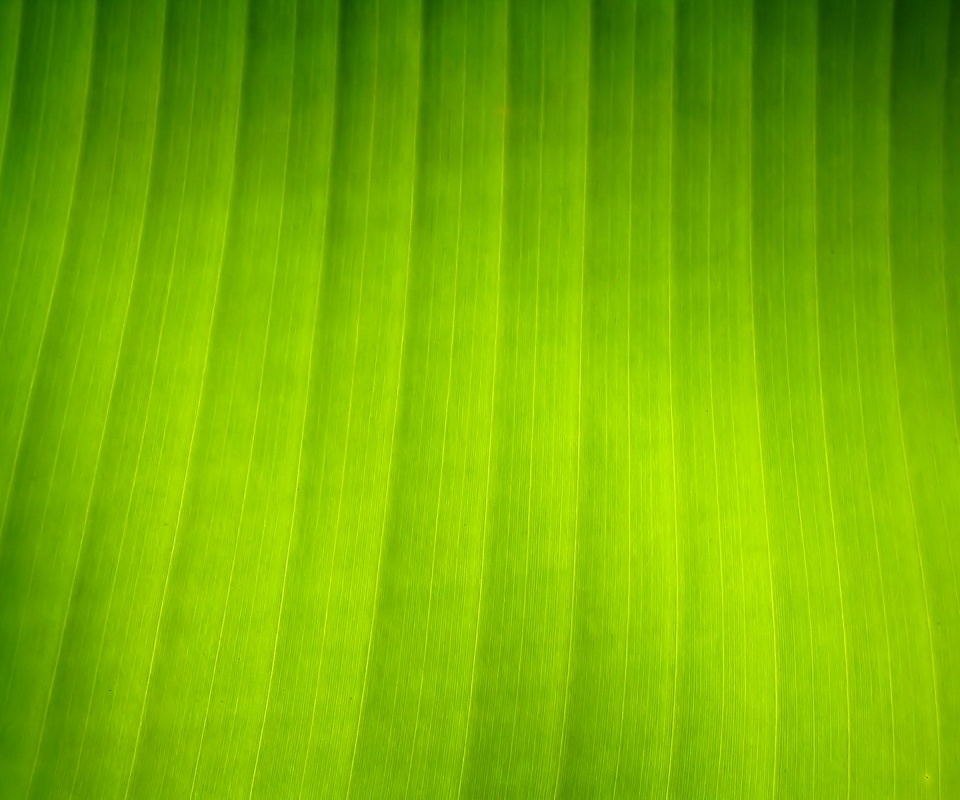 Травяные полосы обои