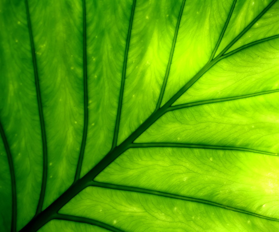 Макро фото листа обои