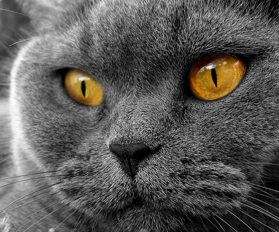 Кот с оранжевыми глазами обои
