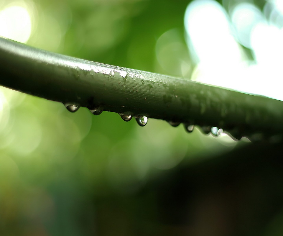 Капли на стебле обои