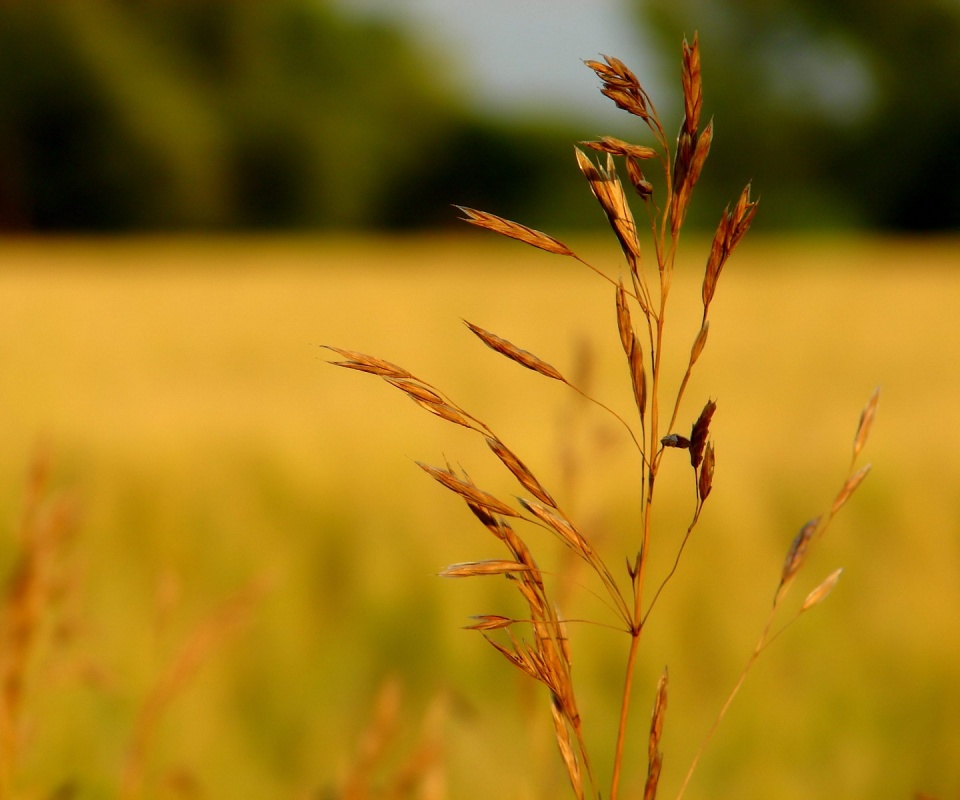 Желтая травинка обои